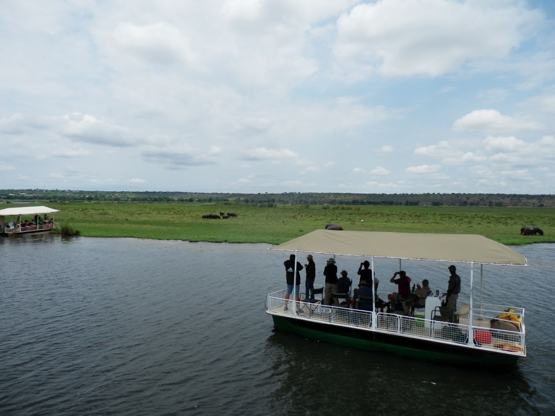 מפליגים לעבר עדר ההיפו בנהר הזמבזי