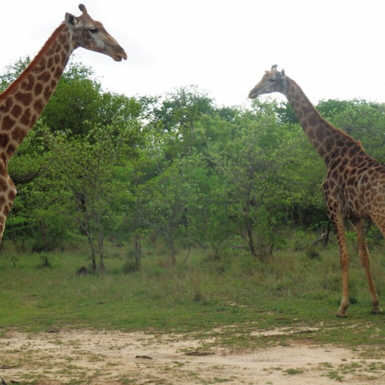 משפחה אלגנטית של ג'יראפות