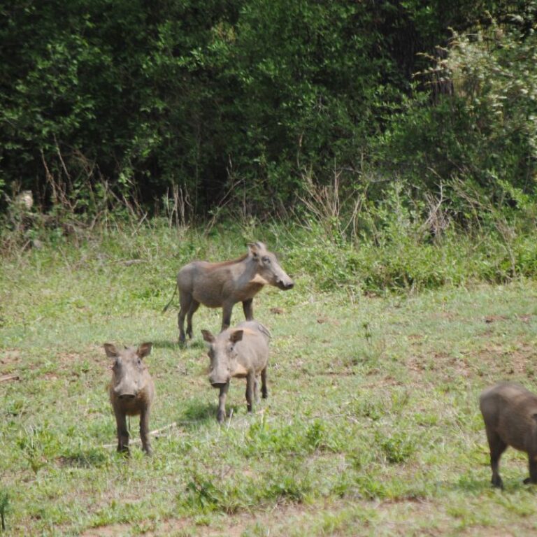 משפחה של חזירי יבלות-דרום אפריקה