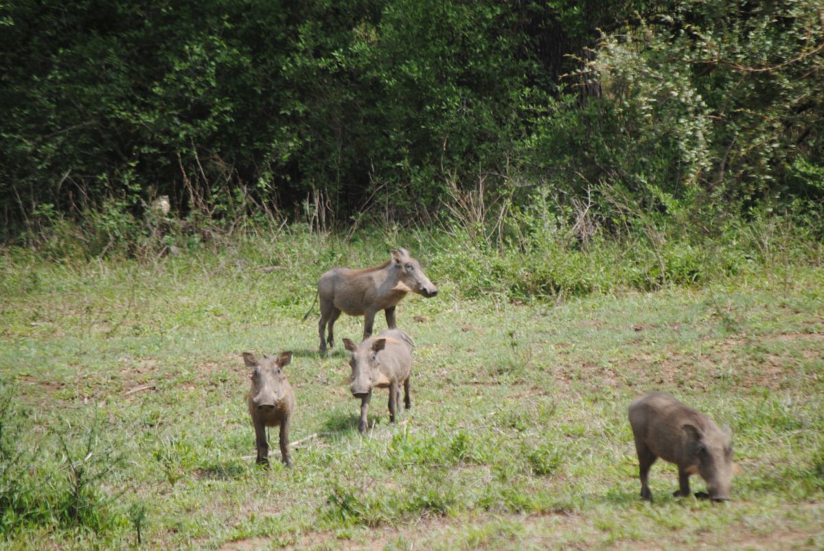 משפחה של חזירי יבלות-דרום אפריקה