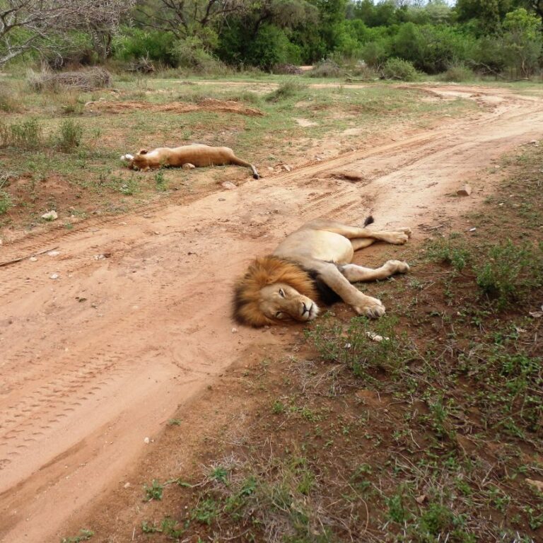משפחת האריות בתנומת צהרים