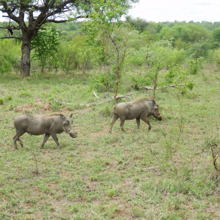 משפחת חזירי יבלות יוצאות לטיול בוקר
