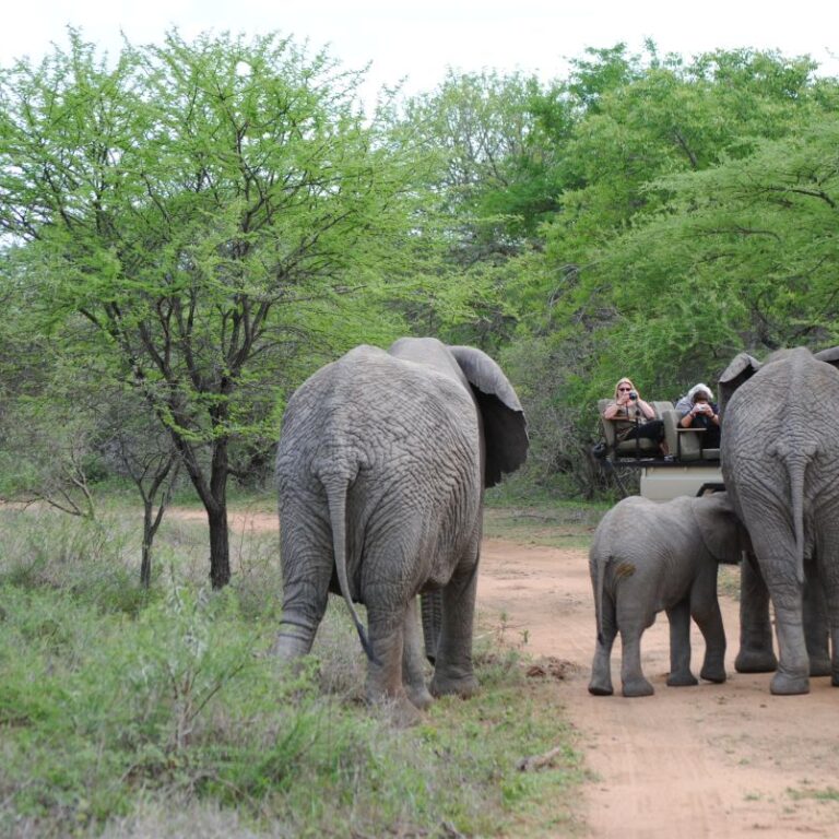 משפחת פילים, אב אם והילד השובב