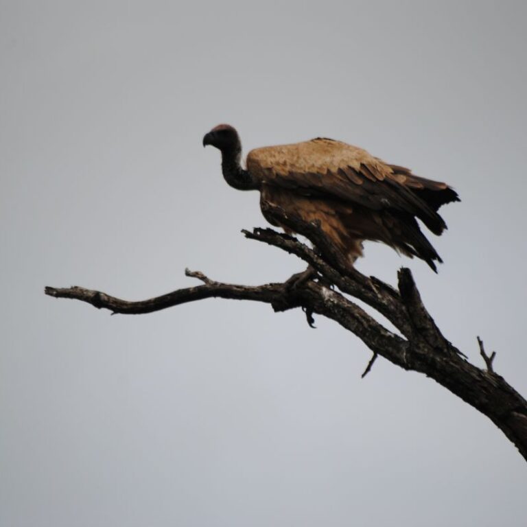 נשר ממתין לפגר-דרום אפריקה