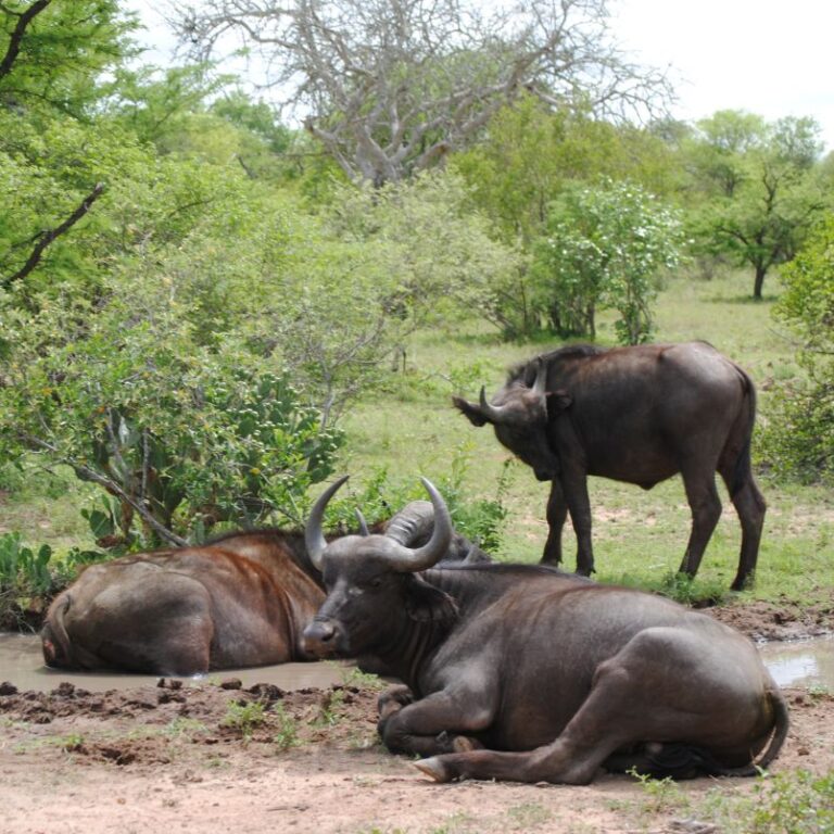 עדר תואים מתפלש בשלולית