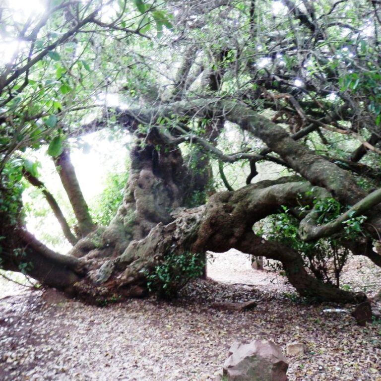 עץ הדואר הפורטוגזי בדרבן בו היו ספנים תולים מכתבים למשפחותיהם וספינות עוברות היו מעבירים את המכתבים לפורטוגל. היה לוקח כשנה למכתב להגיע ליעדו
