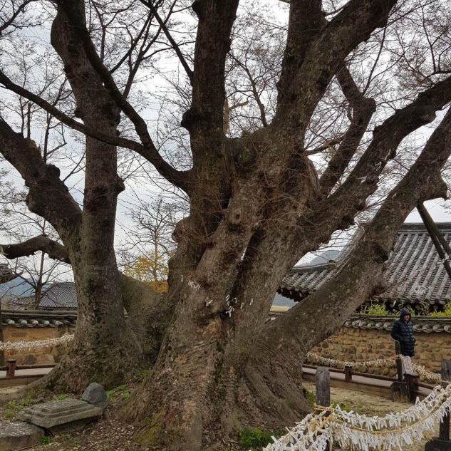 עץ המשאלות בן 600 שנים