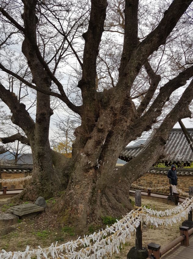 עץ המשאלות בן 600 שנים