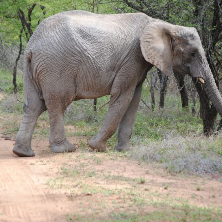 פיל מזדקן בעדר