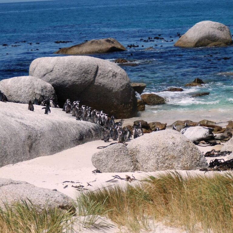 פינגווינים דרום אפריקאים