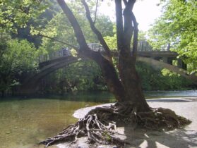 פינות חן שמשלבות צמחיה ומי פלגים