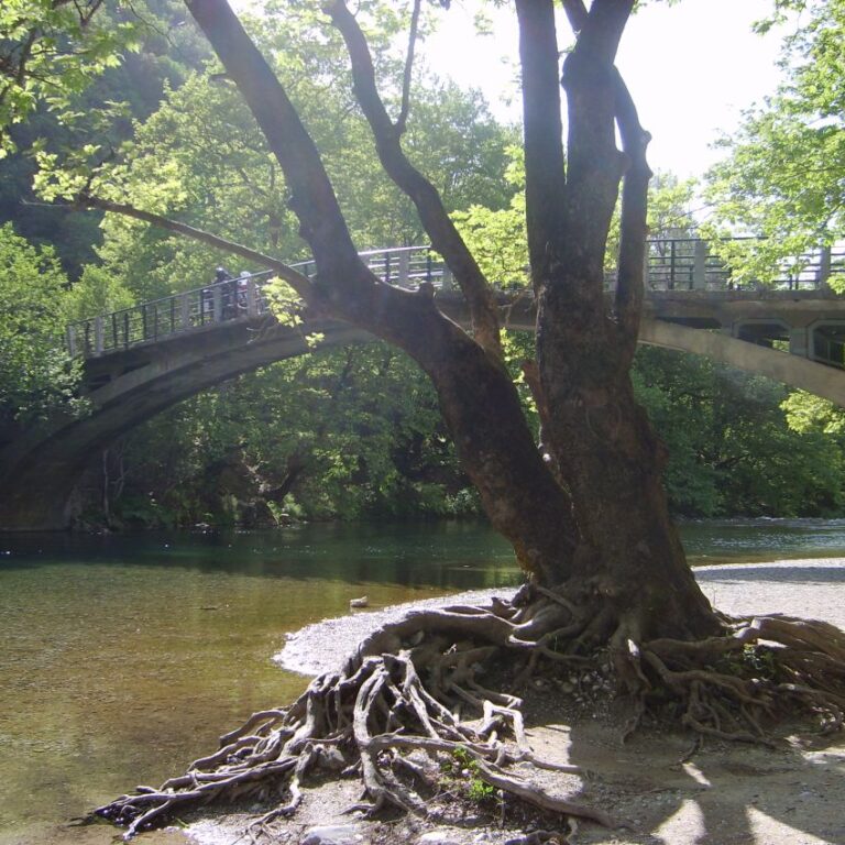 פינות חן שמשלבות צמחיה ומי פלגים