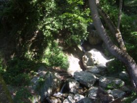 פלגים וצמחיה בכל פינה