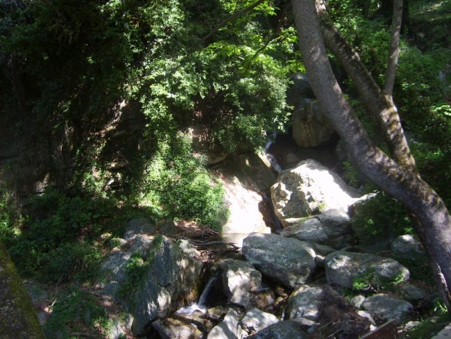 פלגים וצמחיה בכל פינה