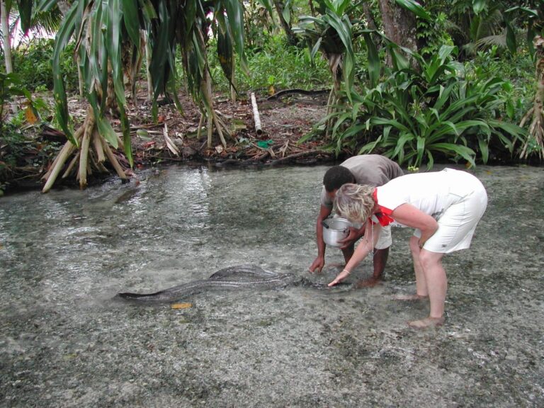 צביה מאכילה צלופח כחול עיניים בכפר פפואני