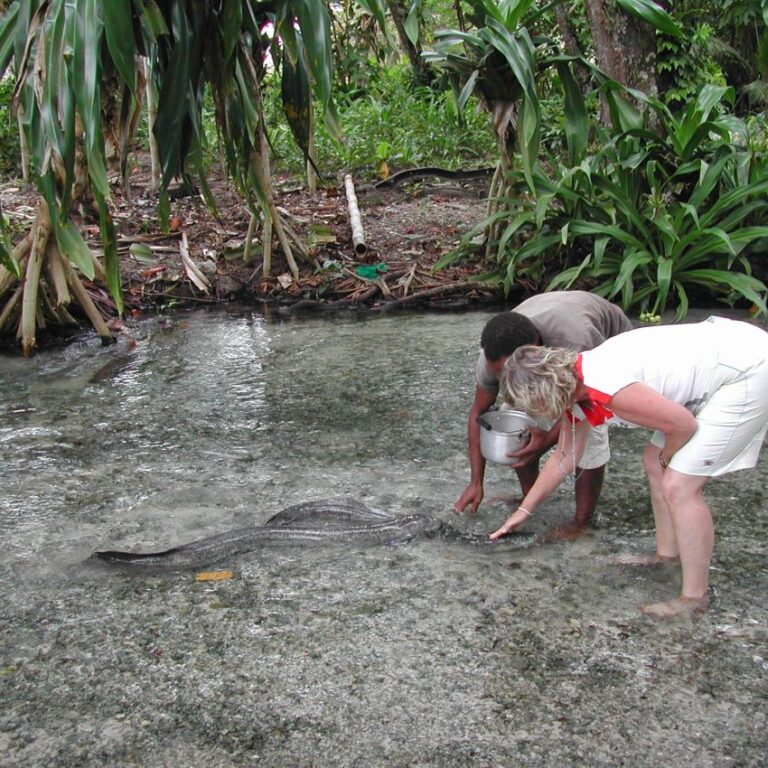 צביה מאכילה צלופח כחול עיניים בכפר פפואני