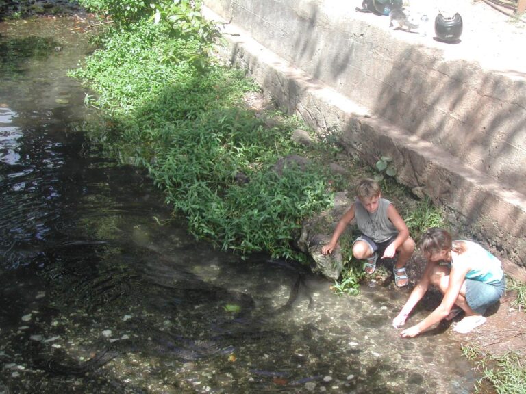 צלופחים באים לאכול מילדים מזדמנים בטהיטי
