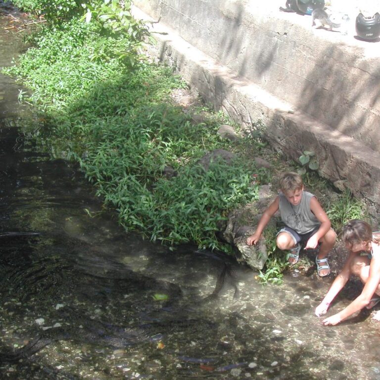 צלופחים באים לאכול מילדים מזדמנים בטהיטי