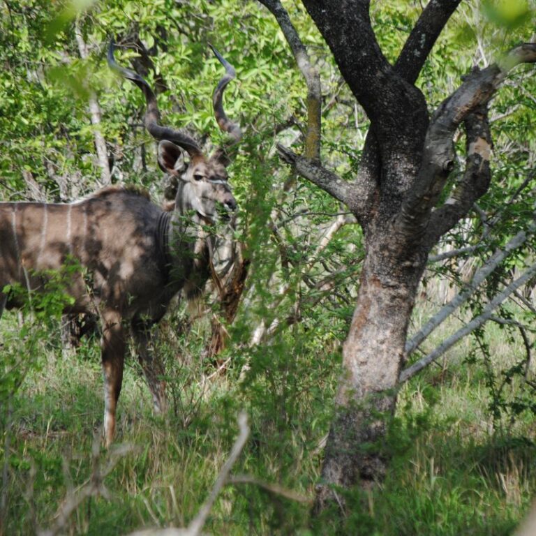 קאדו נחבא בין העצים