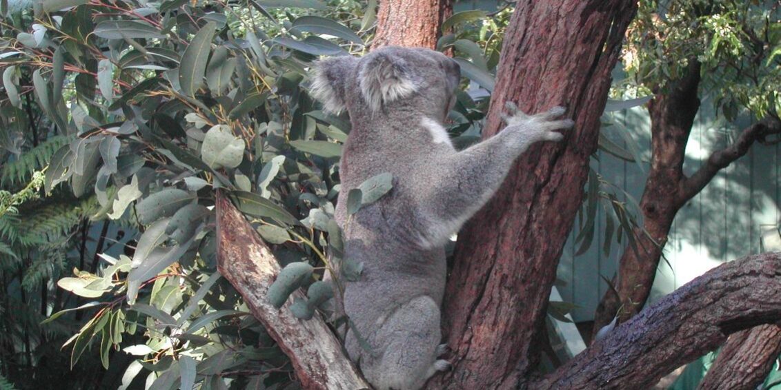 קואלה חמודה וביישנית באוסטרליה
