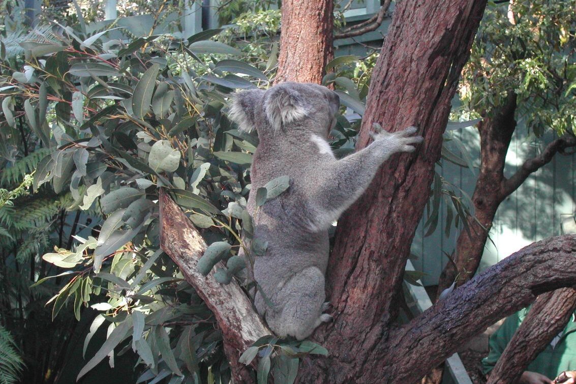 קואלה חמודה וביישנית באוסטרליה