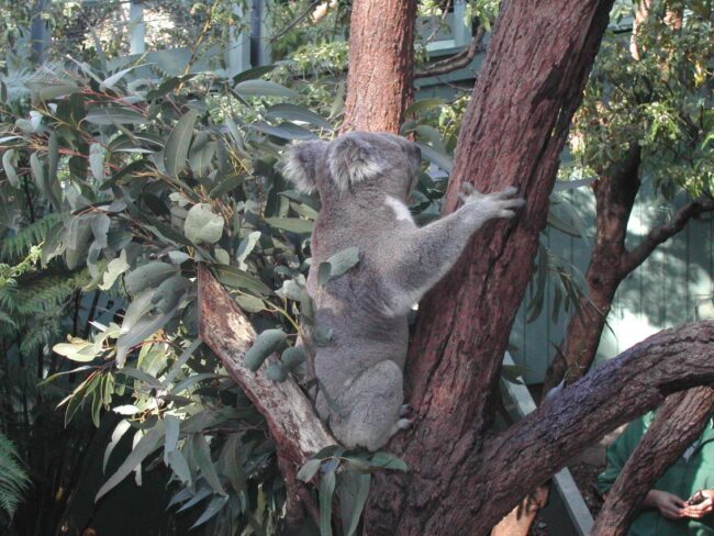 קואלה חמודה וביישנית באוסטרליה