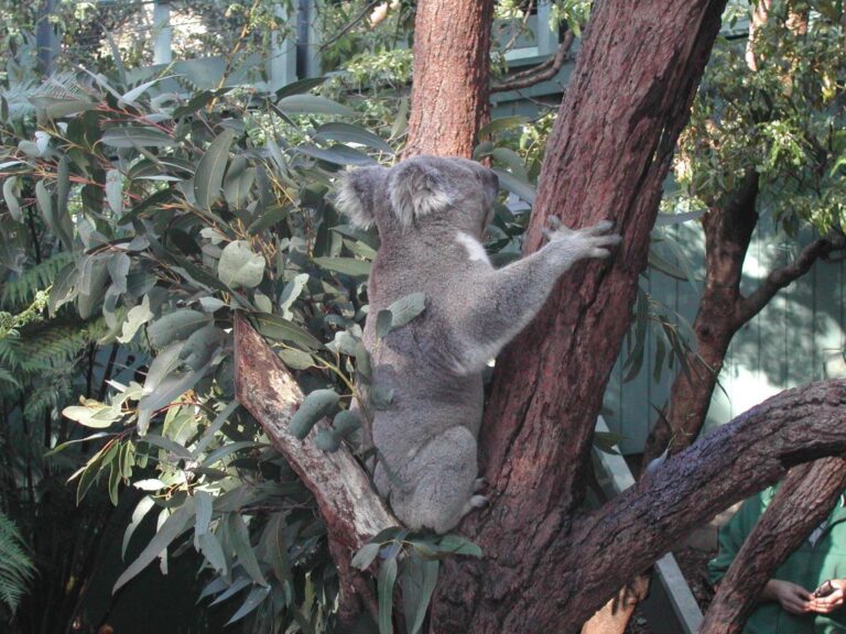 קואלה חמודה וביישנית באוסטרליה
