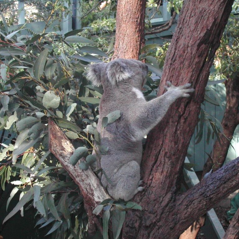 קואלה חמודה וביישנית באוסטרליה