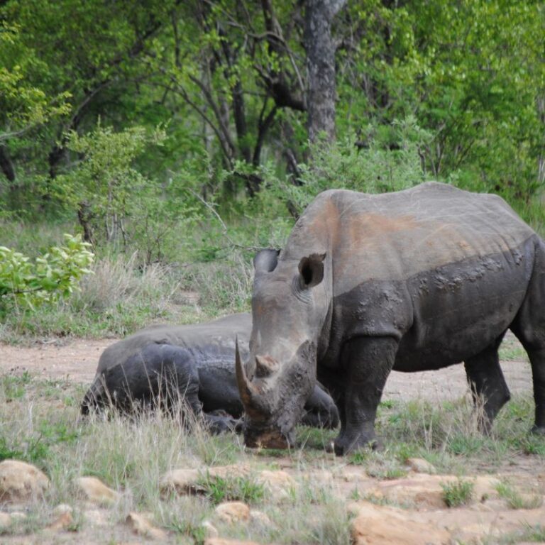 קרנף שוחר קרבות