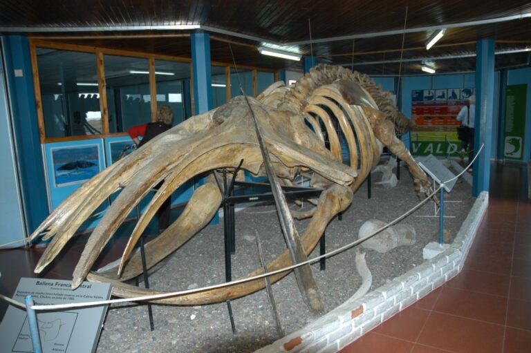 שלד לוויתן בפוקלנד