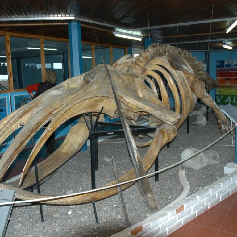 שלד לוויתן בפוקלנד