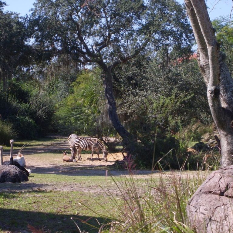 שלווה אפריקנית