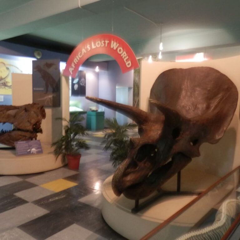 שרידי דינוזאורים במוזיאון הטבע בדרבן