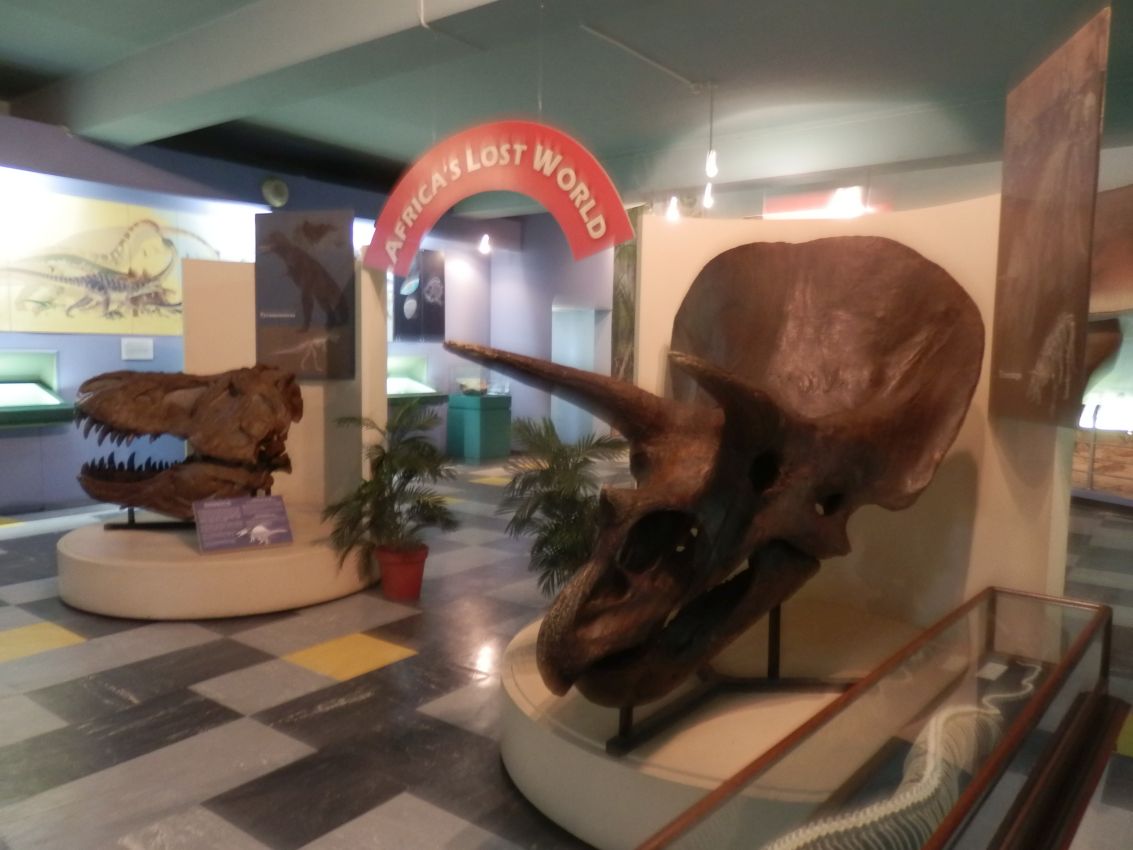 שרידי דינוזאורים במוזיאון הטבע בדרבן