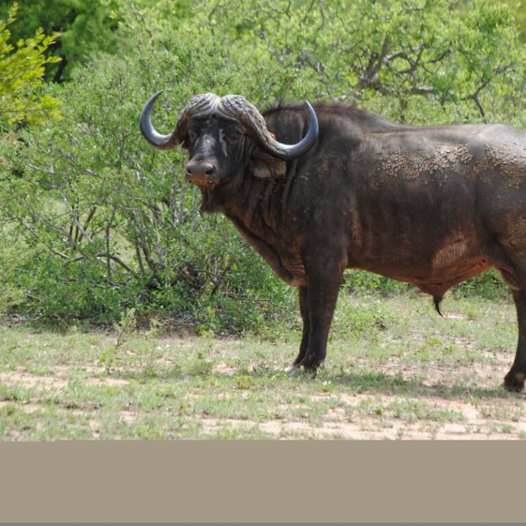 תאו מעוצבן בהיכון