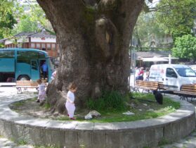 תינוקות משתעשעים מסביב לגזעו של עץ עתיק