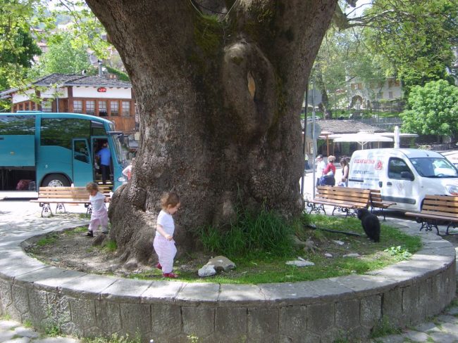 תינוקות משתעשעים מסביב לגזעו של עץ עתיק