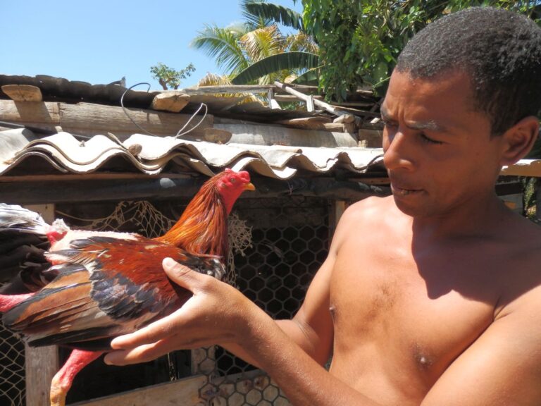 תרנגולי קרב קובניים להימורים-