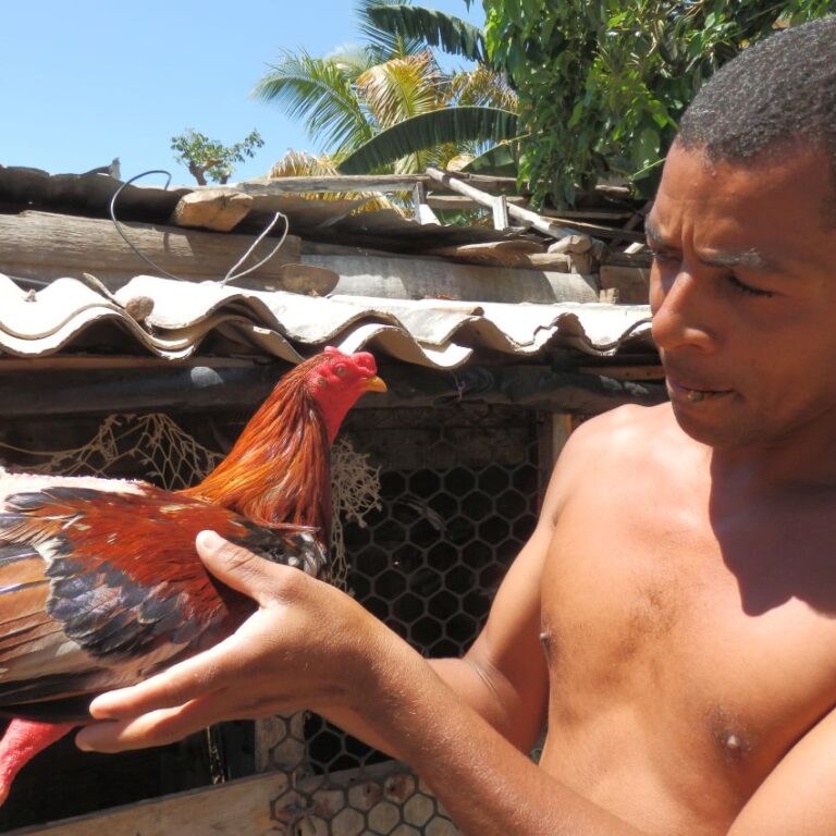 תרנגולי קרב קובניים להימורים-