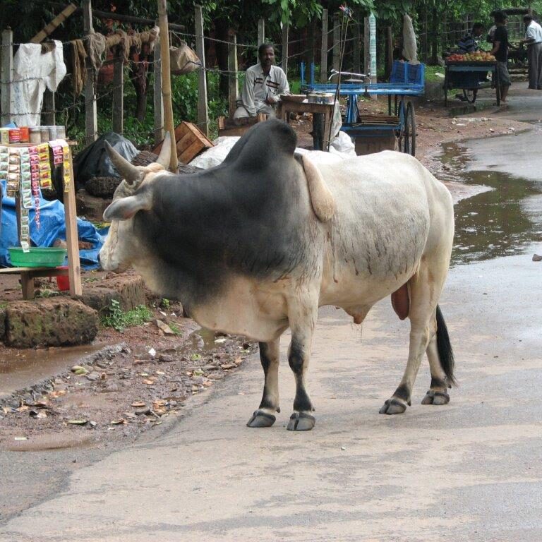 שור הודי מתעניין בחנות מזכרות