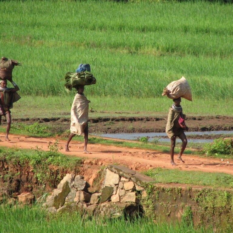 משאיות הודיות על שתי רגליים