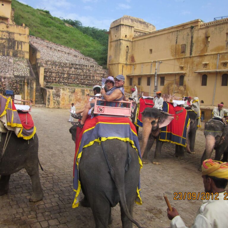 פילים בהכנות לחגיגה בג'ייפור