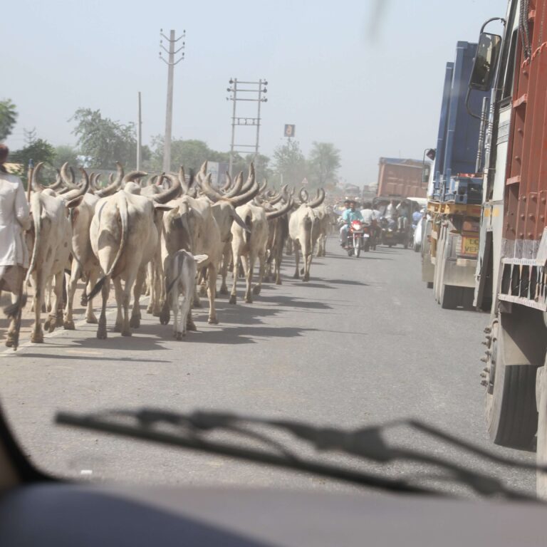 מסע שוורים בצד מכוניות באוטוסטרדה
