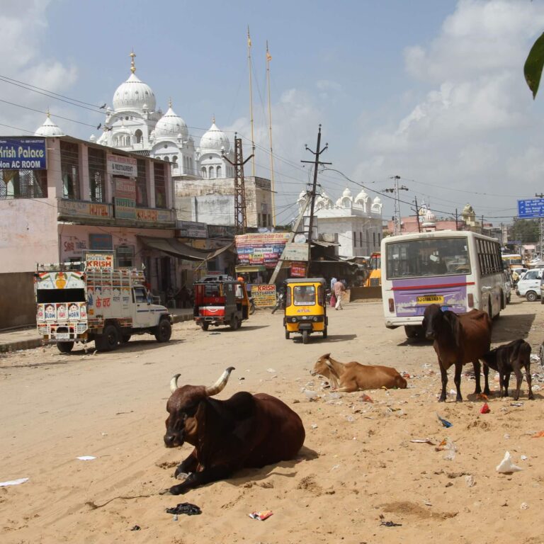 רחוב הודי טיפוסי ,, פרות קדושות על רקע של ארמונות
