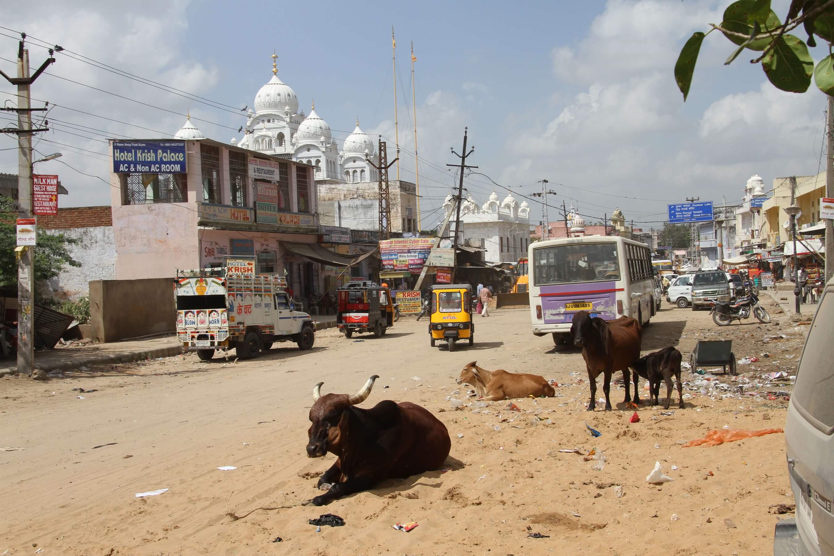 רחוב הודי טיפוסי ,, פרות קדושות על רקע של ארמונות