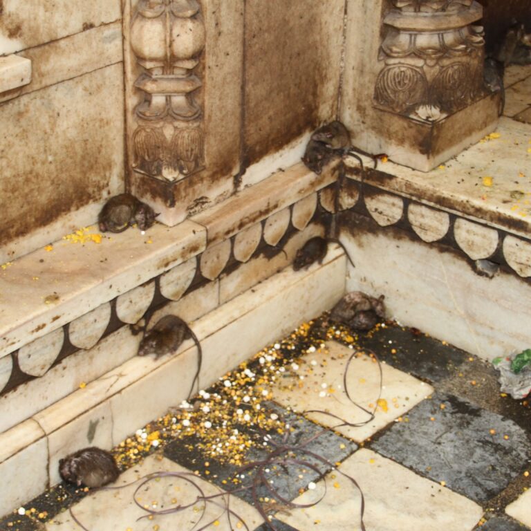 מקדש החולדות