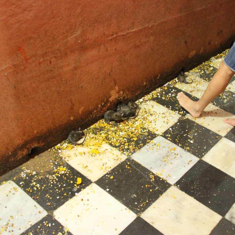 מקדש העכברים, בתיאבון!