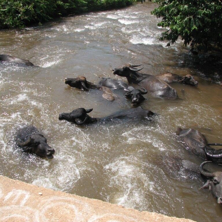 תאויים הודים נהנים מקרירות מימי יובל של הגנגסס