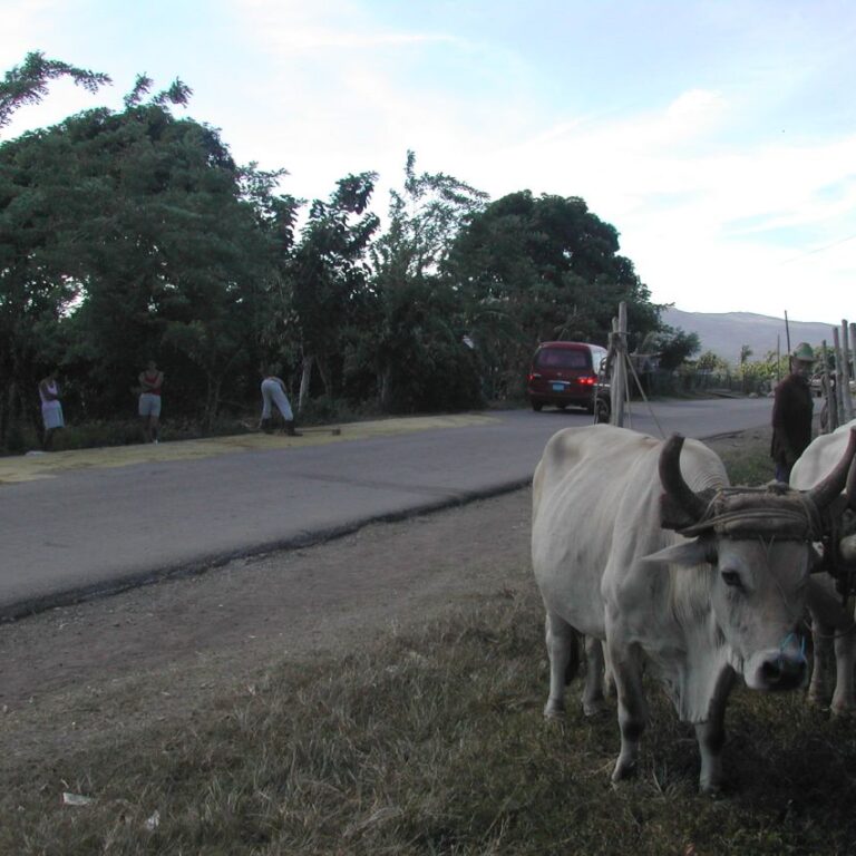 אכרים קובנים כמו במאות הקודמות