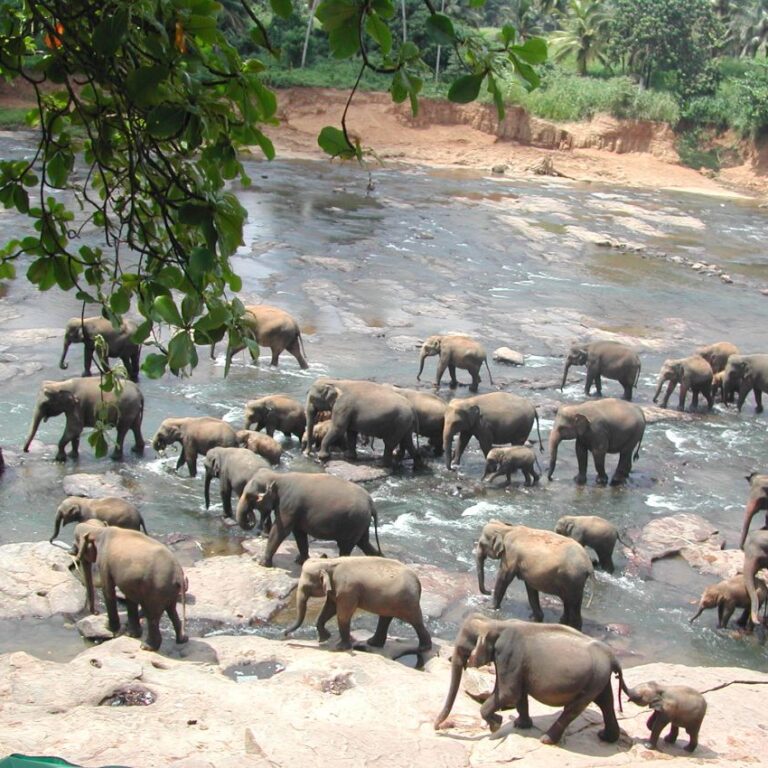 הפילים יוצאים מדי יום לרחצת בוקר